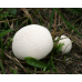 Мицелий Дождевика настоящего / Дождевик шиповатый (Lycoperdon perlatum)